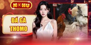 Đá Gà Thomo - 100+ Trận Mỗi Ngày, Livestream Sắc Nét 4K