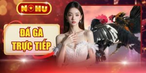 Đá Gà Trực Tiếp - 80+ Trận Mỗi Ngày, Livestream 4K Cực Căng