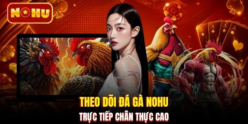 Theo dõi đá gà NOHU trực tiếp chân thực cao